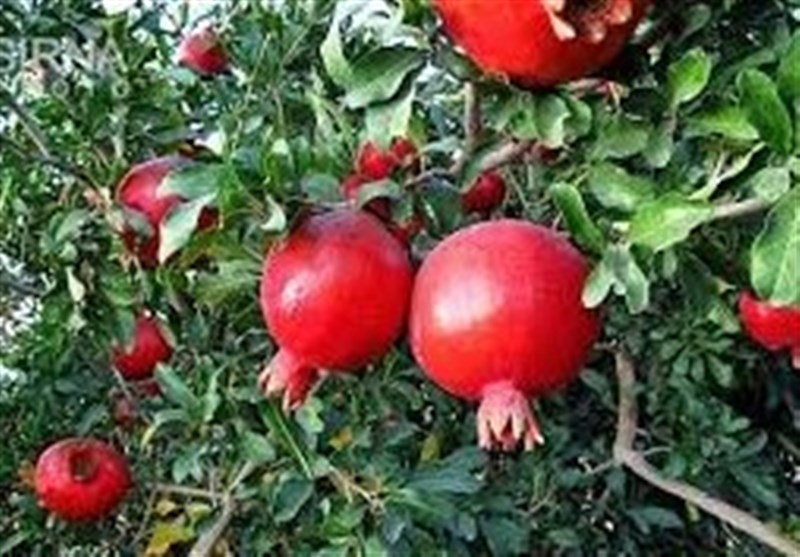 انارستان بزرگ گرمی؛ میزبان جشنواره «یاقوت سرخ»