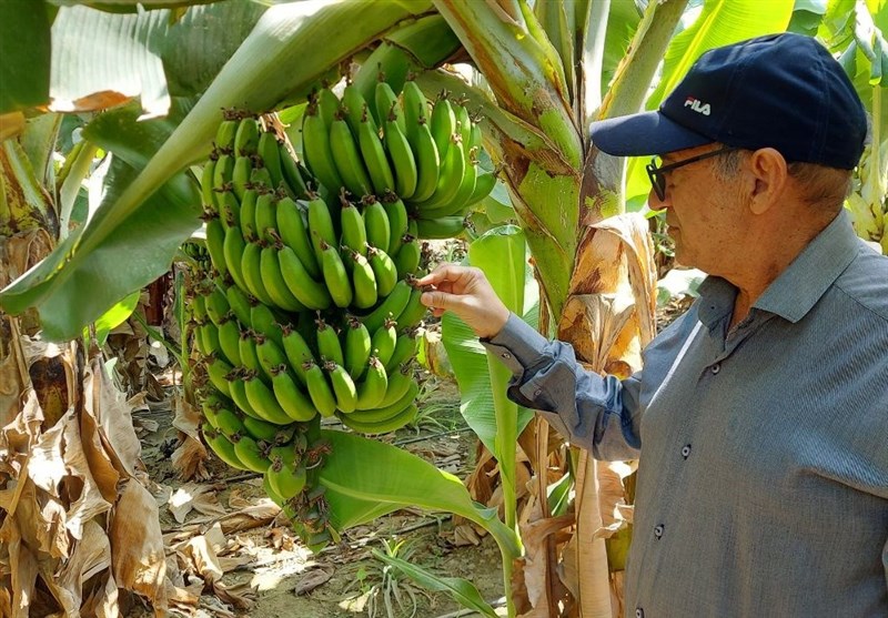 برداشت 27 هزار تن موز از باغات بلوچستان