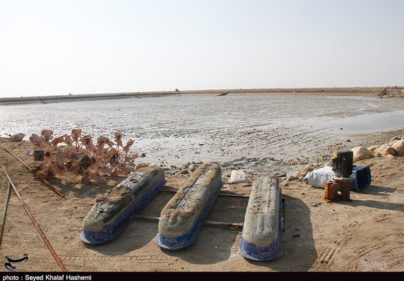 برداشت 6500 تن میگو از استخرهای پرورشی بوشهر