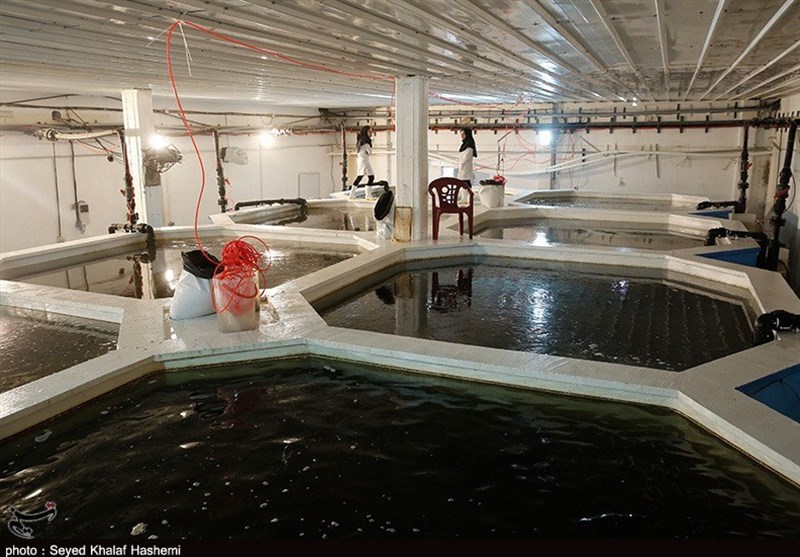 برداشت 6500 تن میگو از استخرهای پرورشی بوشهر