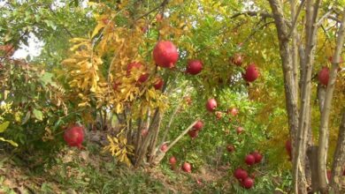 برداشت انار از 1100 هکتار باغات بجستان آغاز شد