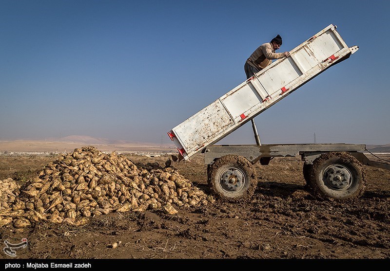 برداشت چغند قند در خراسان شمالی 20 درصد افزایش یافت