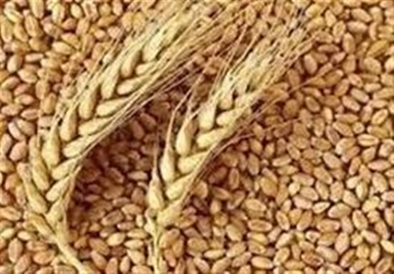 برنامهریزی کشت 6 میلیون هکتار گندم در کشور