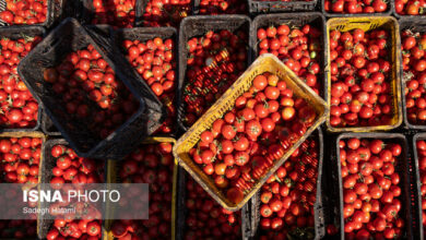 تغییر سقف قیمت گوجه فرنگی طی روزهای آینده/ وفور توزیع در میادین و روند کاهشی قیمتها