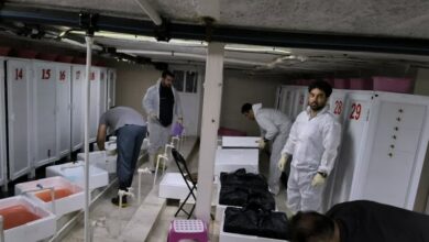 تولید 106 میلیون قطعه تخم چشزده در لرستان