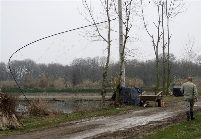 جمعآوری 300 رشته دام هوایی در 5 شهر مازندران