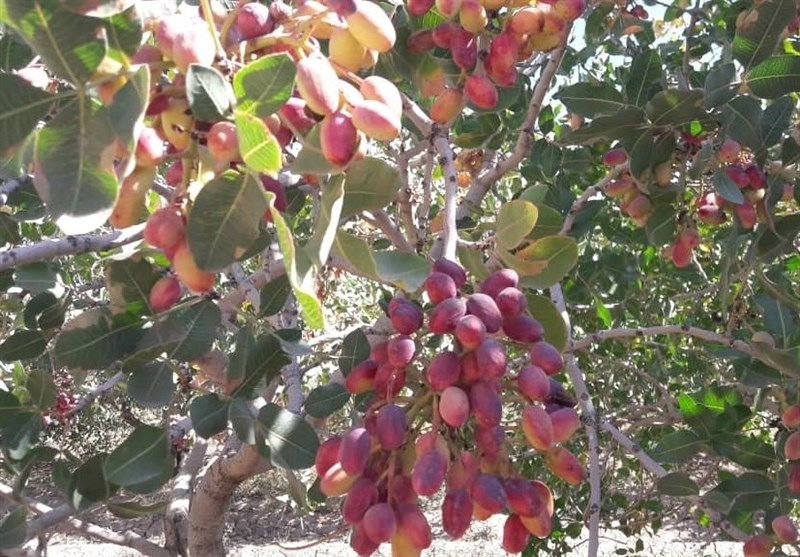 دعوت جهادکشاورزی از سرمایهگذاران برای حضور دربخش پسته قم
