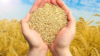 رشد 31 درصدی جمعآوری زکات در خراسان جنوبی