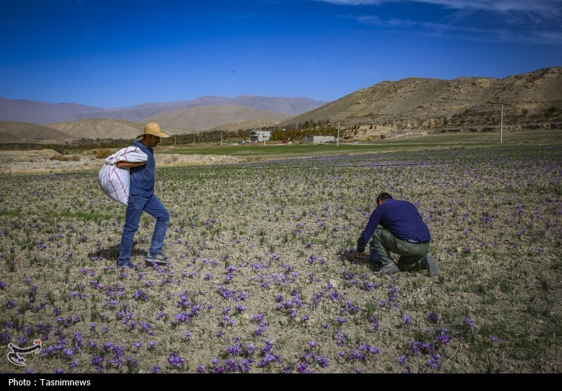 روزهای زعفرانی خراسان شمالی به روایت تصویر