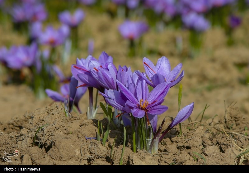 روزهای زعفرانی خراسان شمالی به روایت تصویر