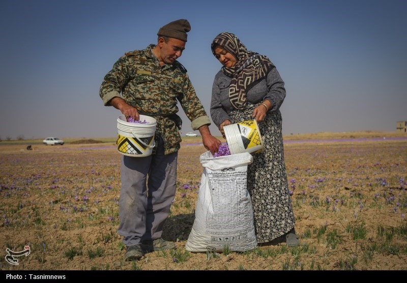 روزهای زعفرانی خراسان شمالی به روایت تصویر