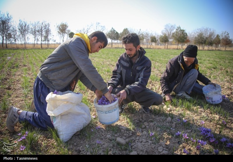 روزهای زعفرانی خراسان شمالی به روایت تصویر