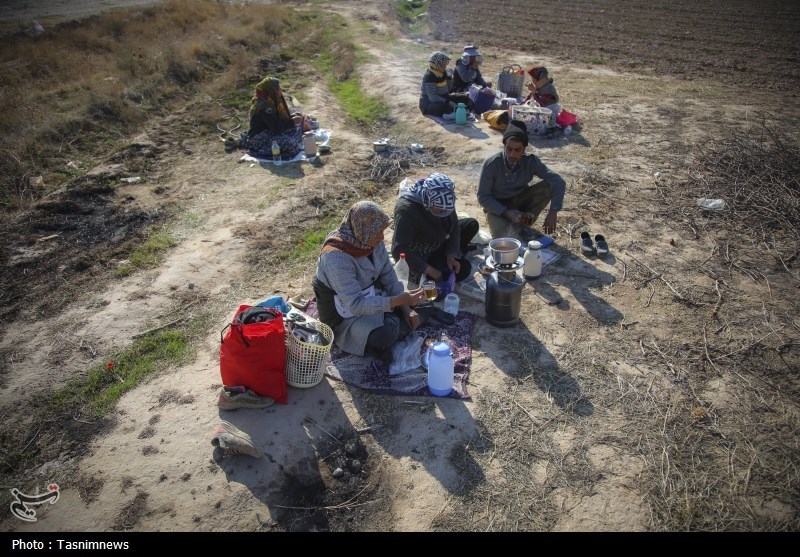 روزهای زعفرانی خراسان شمالی به روایت تصویر