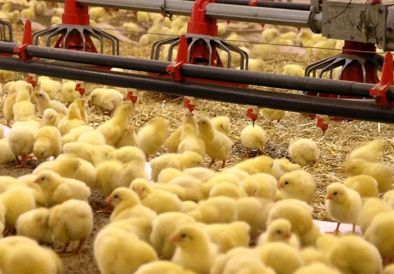 رکورد جوجهریزی سیستان و بلوچستان از 17 میلیون قطعه گذشت