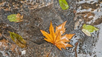 سرمای هوا در راه همدان/ تشدید بارشها از امشب