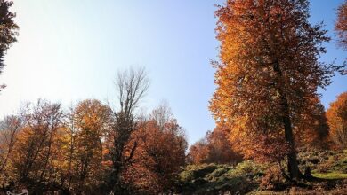 سمفونی رنگها در پاییز گیلان/ برگهای خشک هزار رنگ + تصاویر