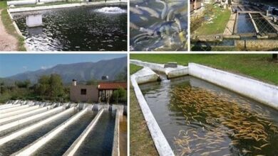 سهم 25 درصدی نهاوند در پرورش ماهی قزلآلای کشور