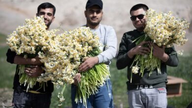 ششمین جشنواره گل نرگس شهرستان خفر برگزار میشود