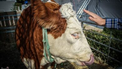 صادرات دامی خراسان به 20 کشور 