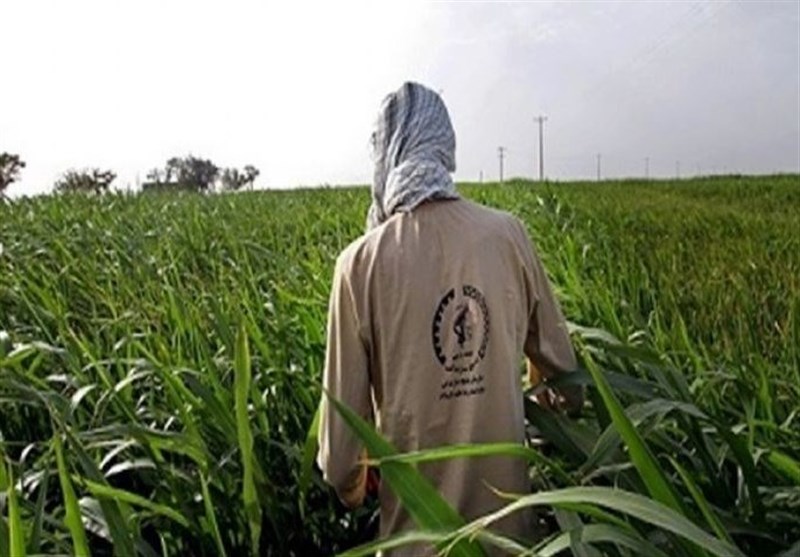 طرح همگام با کشاورز در 184 روستای خراسان شمالی اجرا میشود