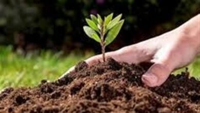 طرحهای امنیت غذایی در استان بوشهر تدوین و عملیاتی شد