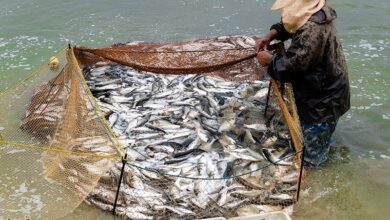 ظرفیت 40میلیونی تولید بچهماهی در مزارع جدید سلسله