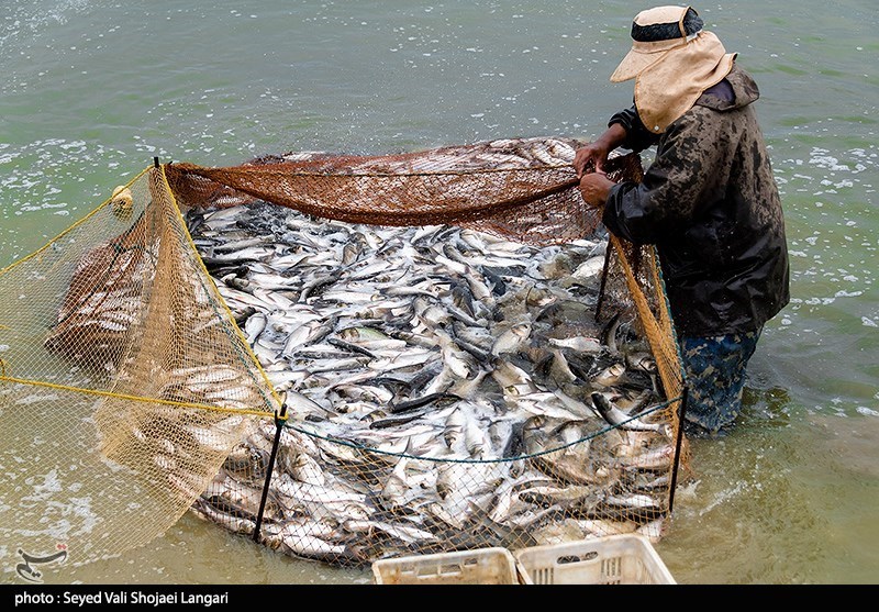 ظرفیت 40میلیونی تولید بچهماهی در مزارع جدید سلسله