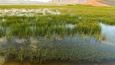 علامتگذاری محدوده تالاب بینالمللی ارژن انجام شد