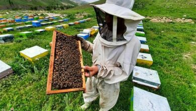 فرآوردههای حاصل از زنبورداری معاف از مالیات شدند