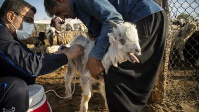 فعالیت 30 اکیپ در طرح واکسیناسیون دامهای عشایری لرستان