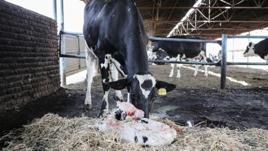 فعالیت 30درصدی دامداریهای لرستان/نیاز به تسهیلات فوری