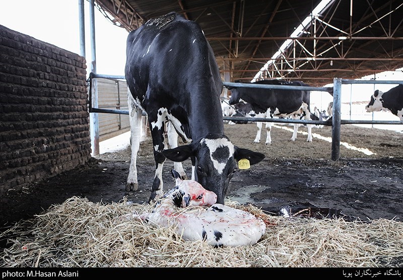فعالیت 30درصدی دامداریهای لرستان/نیاز به تسهیلات فوری