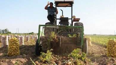 فعالیت 60 درصد شاغلان جنوب استان کرمان در حوزه کشاورزی