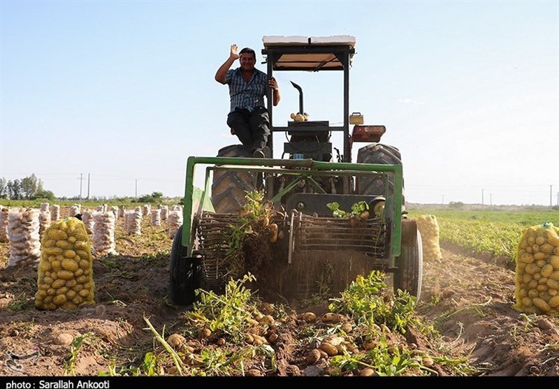 فعالیت 60 درصد شاغلان جنوب استان کرمان در حوزه کشاورزی