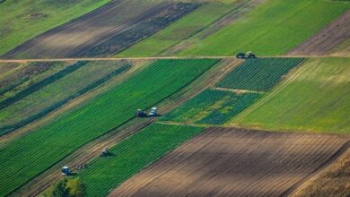 مشارکت 510 هزار کشاورز در طرح جهش تولید دیمزارها