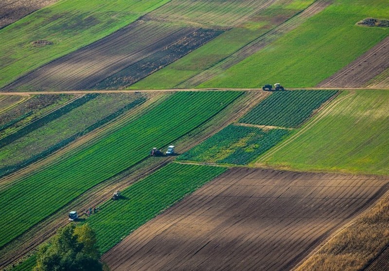 مشارکت 510 هزار کشاورز در طرح جهش تولید دیمزارها