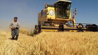 مطالبات گندمکاران استان مرکزی پرداخت شد