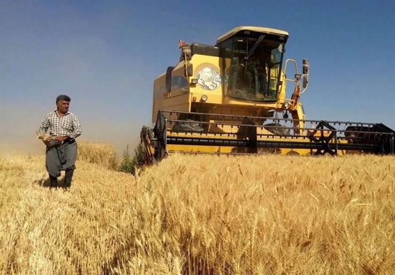 مطالبات گندمکاران استان مرکزی پرداخت شد