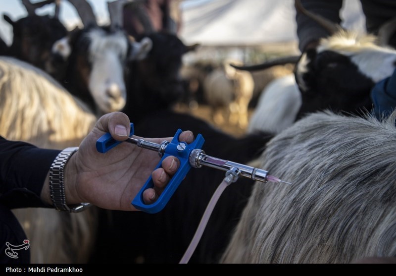 واکسیناسیون بیش از 2 میلیون دام علیه تب برفکی