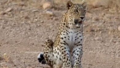 وقار پلنگ ایرانی در جنگلهای هیرکانی + فیلم