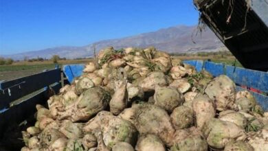 پیش بینی برداشت 60هزار تن چغندر قند از مزارع مشهد