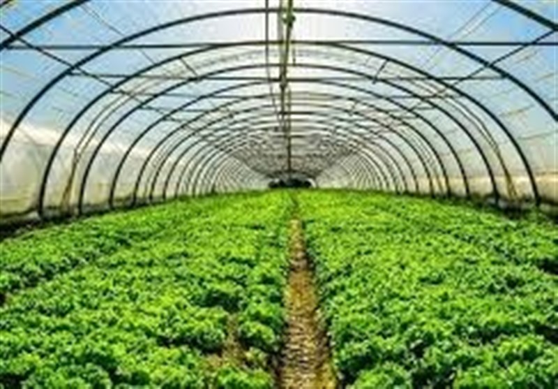 پیشبینی تولید 300 هزار تن گوجهفرنگی در استان بوشهر