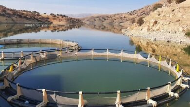 پیشبینی تولید سالانه 500 تن ماهی در سد هاله کوهدشت
