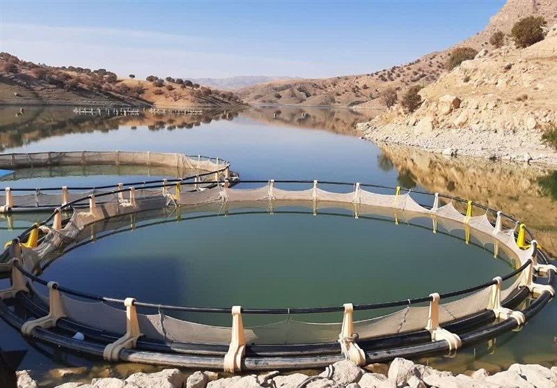 پیشبینی تولید سالانه 500 تن ماهی در سد هاله کوهدشت