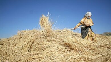 چرا سرشماری کشاورزی اهمیت استراتژیک برای دولت دارد؟