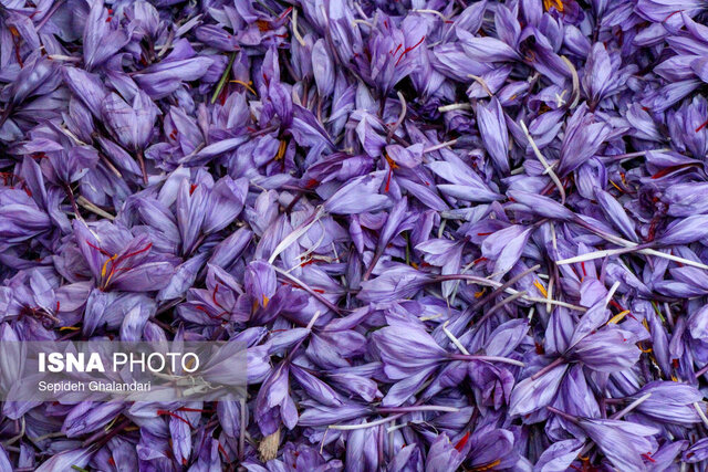 چرا صادرات زعفران کاهش یافت؟/ زعفران ایران قاچاق و به نام دیگر کشورها صادر میشود