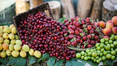 گردشگری حوزه کشاورزی نطنز مغفول مانده است