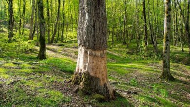 گزارش| بیرحمی قاچاقچیان چوب با کتزنی درختان هیرکانی