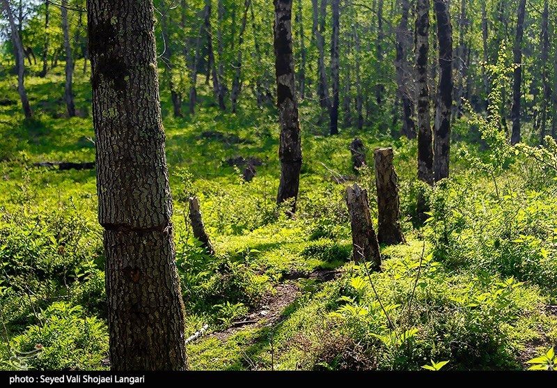گزارش| بیرحمی قاچاقچیان چوب با کتزنی درختان هیرکانی+فیلم