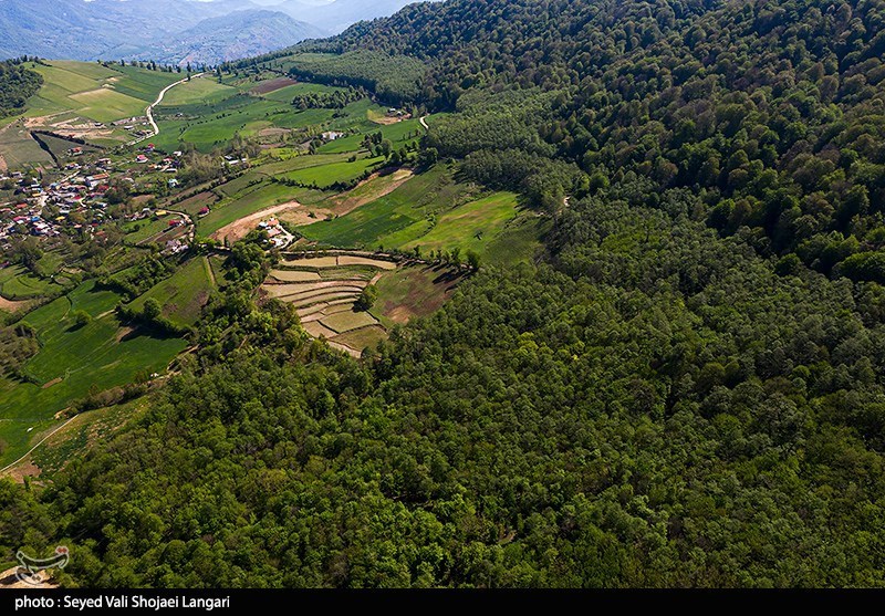 گزارش| بیرحمی قاچاقچیان چوب با کتزنی درختان هیرکانی+فیلم